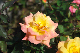 image0260