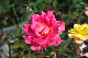 image0261