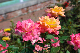 image0262