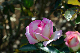 image0268