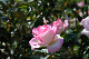 image0271