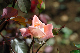 image0275