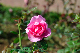 image0277