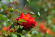 image0286