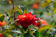 image0288