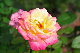 image0294