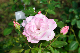 image0296