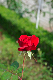 image0299