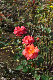 image0300