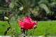 image0306