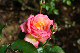 image0309