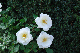 image0321