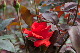 image0334