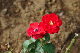 image0335