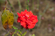image0337