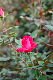 image0338