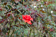 image0339