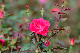 image0343