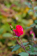 image0345