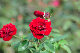 image0350