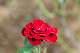 image0351