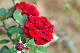 image0352
