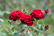 image0353