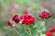 image0354