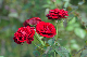 image0355
