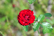 image0359