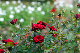 image0361