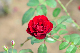 image0365