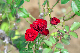 image0366