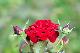 image0368