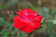 image0370
