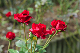 image0381