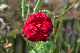 image0383