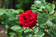 image0385