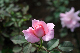 image0391