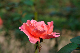 image0392