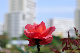 image0393