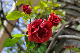 image0397