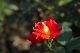image0398