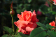 image0399
