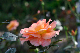 image0401