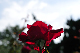 image0408