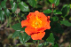 image0409