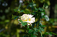 image0415
