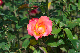 image0419