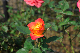 image0421